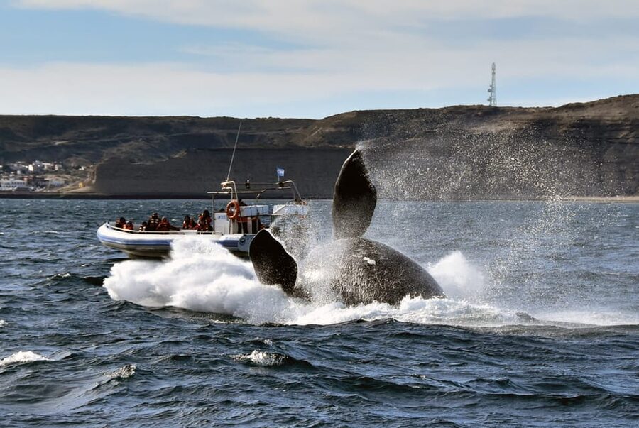 Valdes Peninsula: Full Day with Whale Watching - Who should book this excursion?