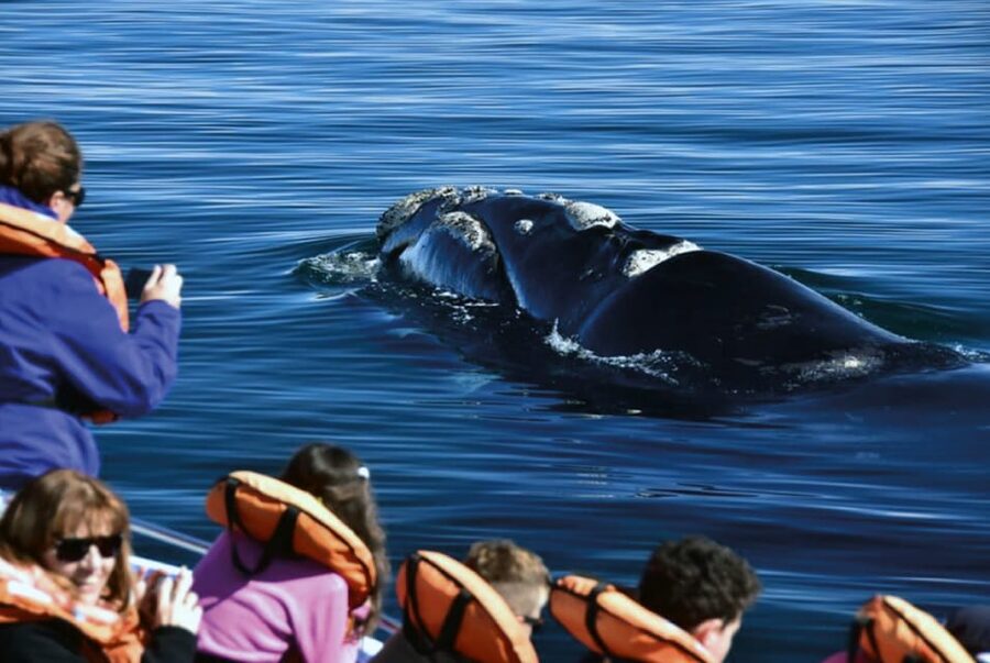Valdes Peninsula: Full Day with Whale Watching - Should you book it?