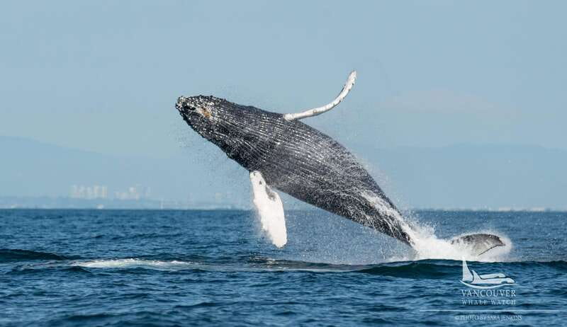 Vancouver, BC: Whale Watching Tour Small Zodiac with Guide - Key points to know before you book