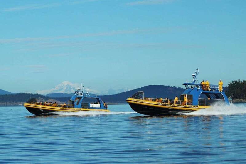 Vancouver, BC: Whale Watching Tour with Guide - From Steveston village to open water