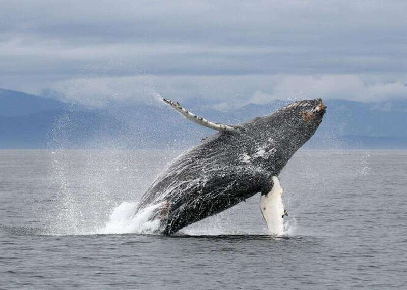Vancouver, BC: Whale Watching Tour with Guide - Searching the Gulf Islands and Strait of Georgia