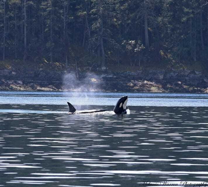 Vancouver, BC: Whale Watching Tour with Guide - What you might see on the water