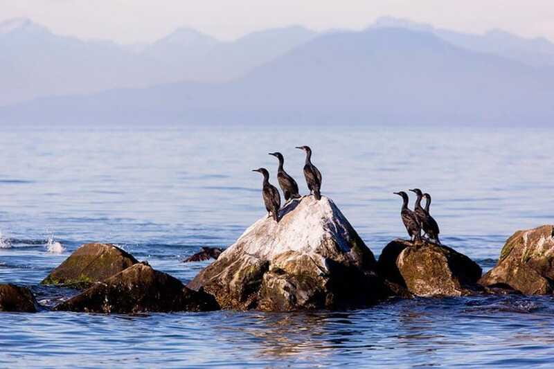 Vancouver, BC: Whale Watching Tour with Guide - How long the trip really feels