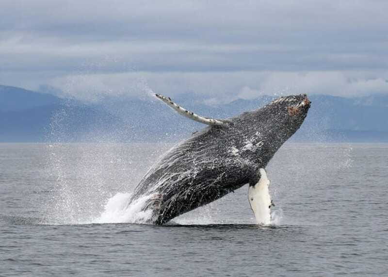 Vancouver, BC: Whale Watching Tour with Guide - Who should book this cruise?