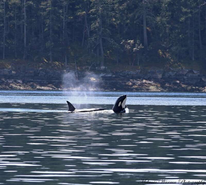 Vancouver, BC: Whale Watching Tour with Guide - A modern boat built for watching wildlife