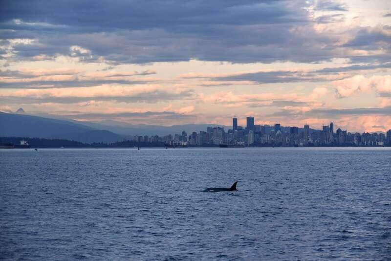 Vancouver: Covered Whale Watching Adventure with Free Photos - Key points to know before you go