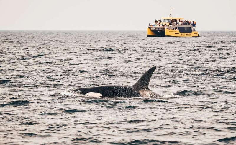 Vancouver: Covered Whale Watching Adventure with Free Photos - Searching the Strait of Georgia