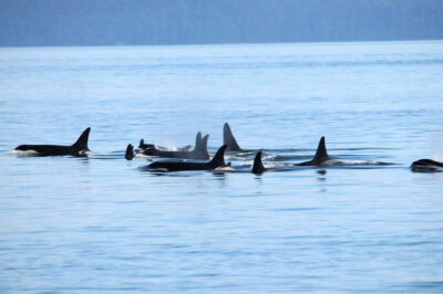 Covered Whale Watching Adventure with Free Photos
