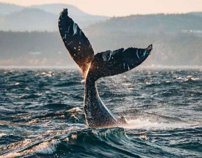 Vancouver: Covered Whale Watching Adventure with Free Photos - What you might see around Vancouver