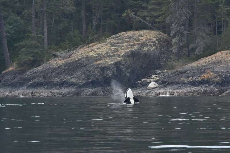Vancouver: Covered Whale Watching Adventure with Free Photos - Why the crew makes a difference