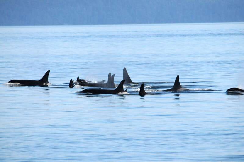 Vancouver: Covered Whale Watching Adventure with Free Photos - A comfortable catamaran for open water