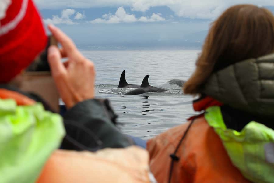 Vancouver: Day Trip to Victoria Seaplane with Whale Watching - Should you book this seaplane and whale trip?