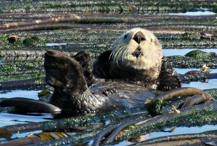 Vancouver: Day Trip to Victoria Seaplane with Whale Watching - What the flight and whale tour offer together