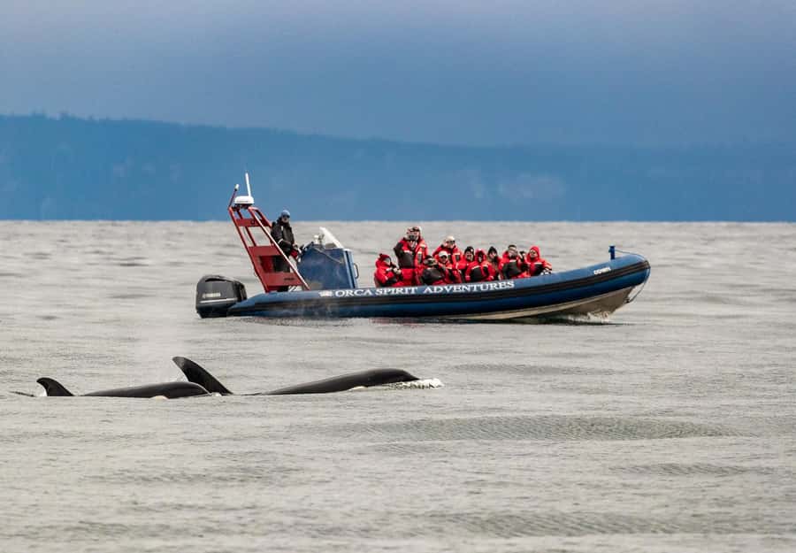 Vancouver: Day Trip to Victoria Seaplane with Whale Watching - Who will enjoy this day most?