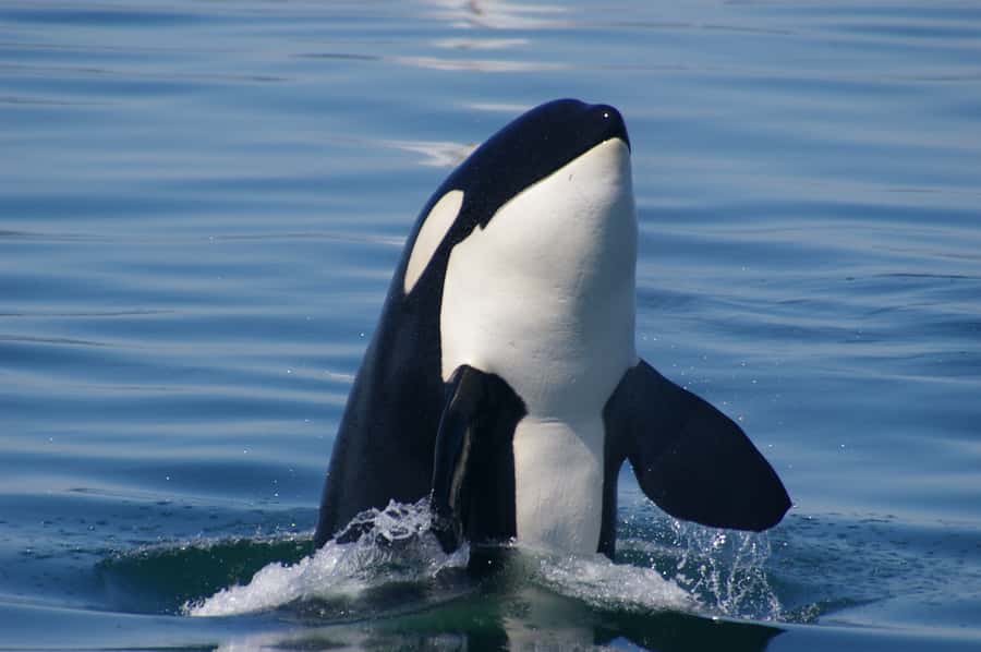 Vancouver: Day Trip to Victoria Seaplane with Whale Watching - Practical details that can make the day easier