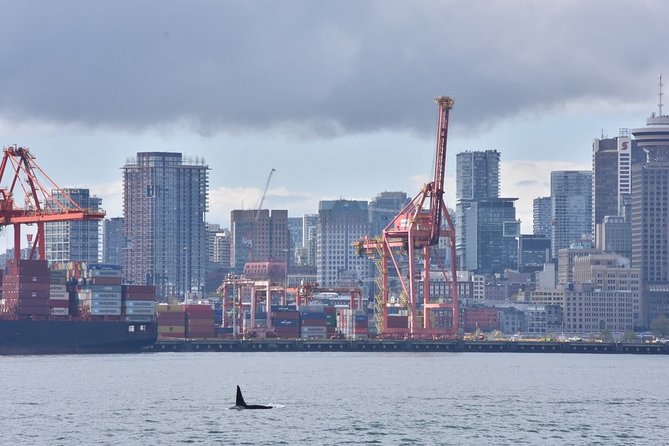 Vancouver Half-Day Whale Watching Adventure with Free Photos - Finding orcas, humpbacks, and the rest of the cast