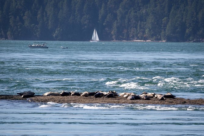 Vancouver Half-Day Whale Watching Adventure with Free Photos - What the $193.58 price buys you