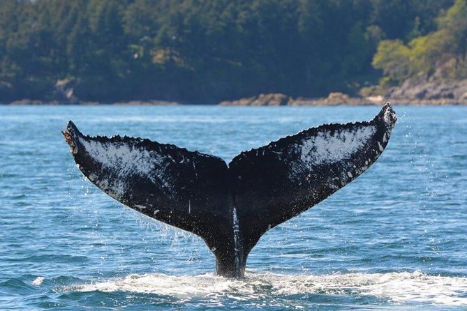 Vancouver Island Half-Day Whale Watching Tour - Telegraph Cove - Key points to know before you book
