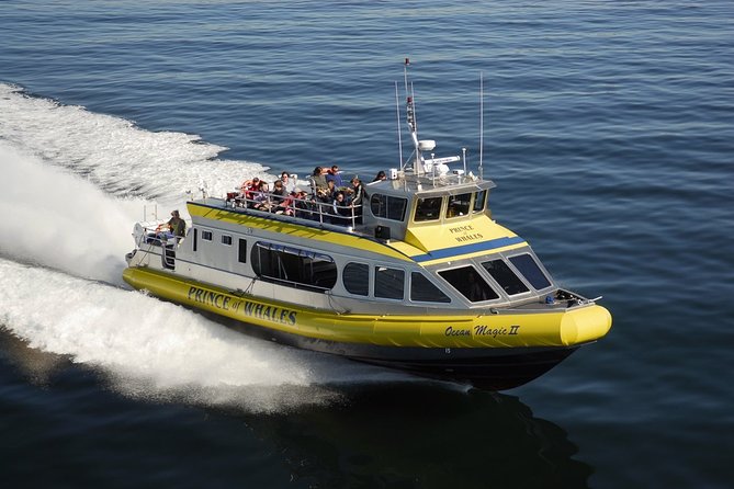 Vancouver Island Half-Day Whale Watching Tour - Telegraph Cove - Why the guide matters as much as the whales