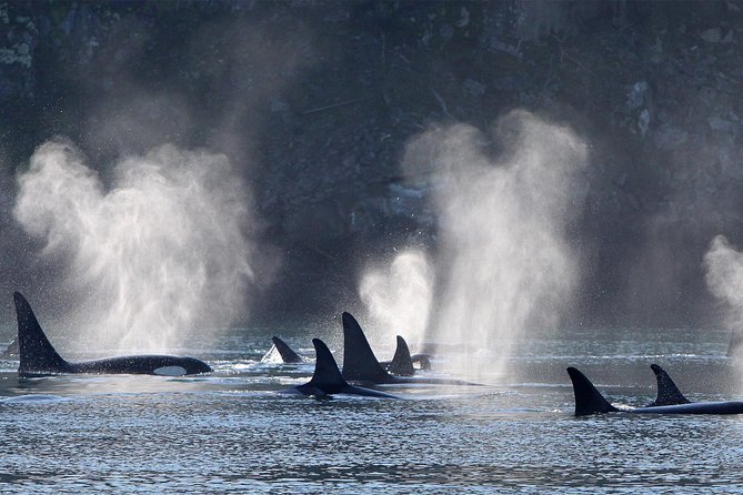Vancouver Island Half-Day Whale Watching Tour - Telegraph Cove - Who will enjoy this tour most