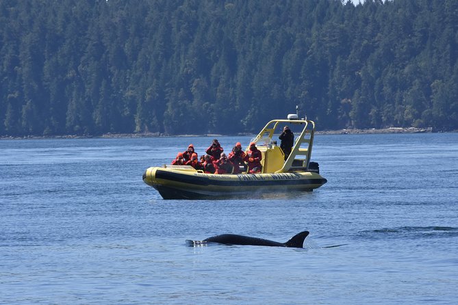 Vancouver Island Zodiac Whale Watching Adventure - Telegraph Cove - Guides, commentary, and the human side of the trip