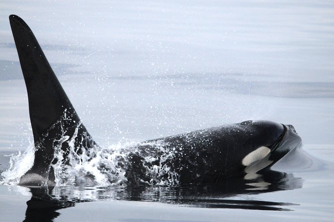 Vancouver Island Zodiac Whale Watching Adventure - Telegraph Cove - Who will enjoy this trip most