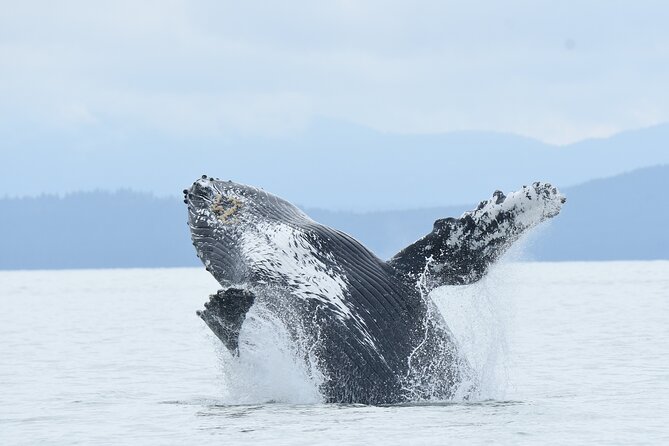 Vancouver's Intimate West Coast Whale Watching Experience - Key points before you book