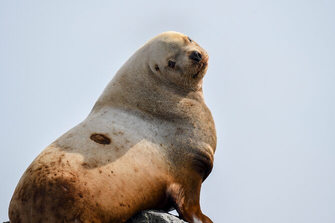Vancouver's Intimate West Coast Whale Watching Experience - What the small group changes
