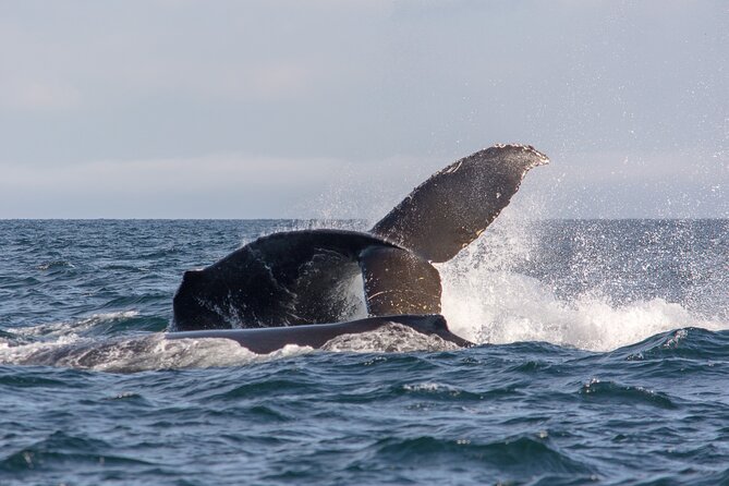 Vancouver's Intimate West Coast Whale Watching Experience - Zodiac rides, open-air boats, and rough water