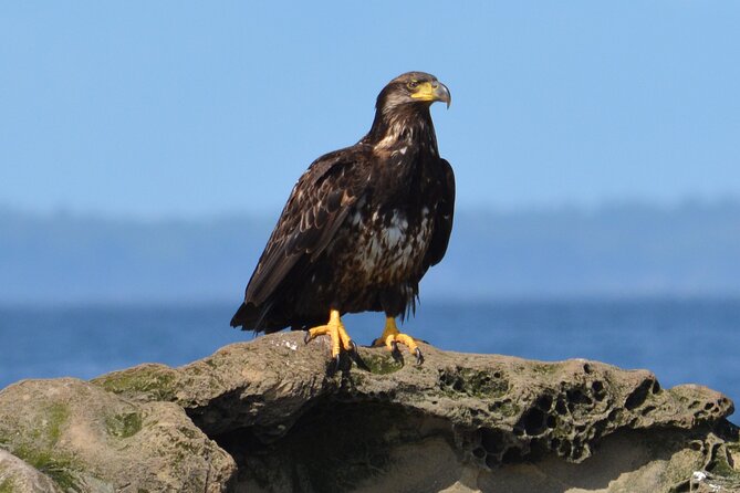 Vancouver's Intimate West Coast Whale Watching Experience - How to prepare for a better outing