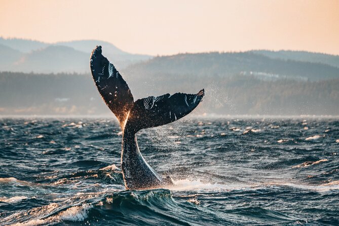Vancouver Sunset Whale Watching Adventure with Free Photos - Key points to know before you go