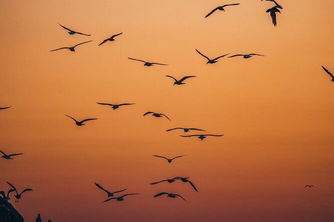 Vancouver Sunset Whale Watching Adventure with Free Photos - The sunset question deserves careful attention