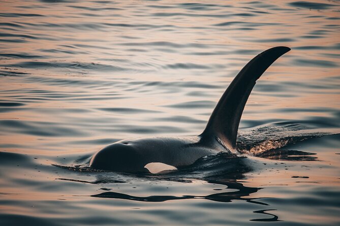 Vancouver Sunset Whale Watching Adventure with Free Photos - Is the $193.19 price fair?