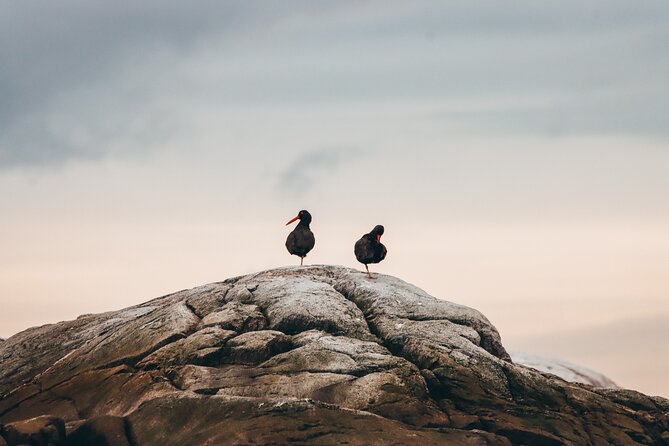 Vancouver Sunset Whale Watching Adventure with Free Photos - Who should book this outing?