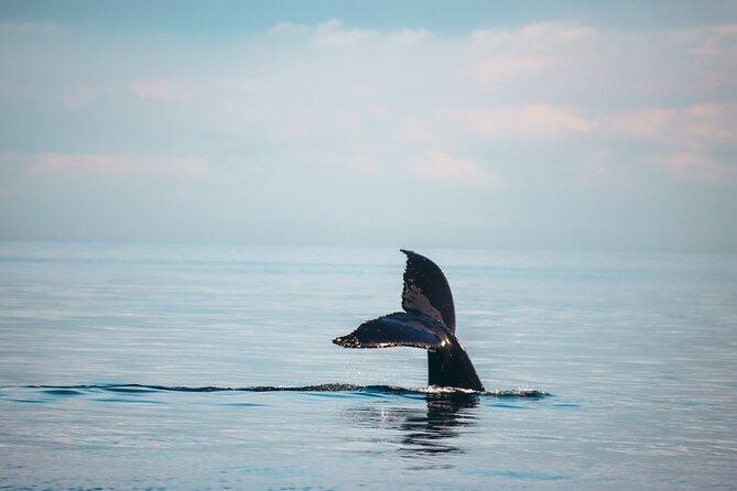 Vancouver Sunset Whale Watching Adventure with Free Photos - Leaving Granville Island on the Salish Sea Catamaran
