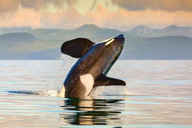Vancouver-Victoria Day Trip by Seaplane + Whale Watching by Boat - Victoria’s Inner Harbour and the short walk to the water