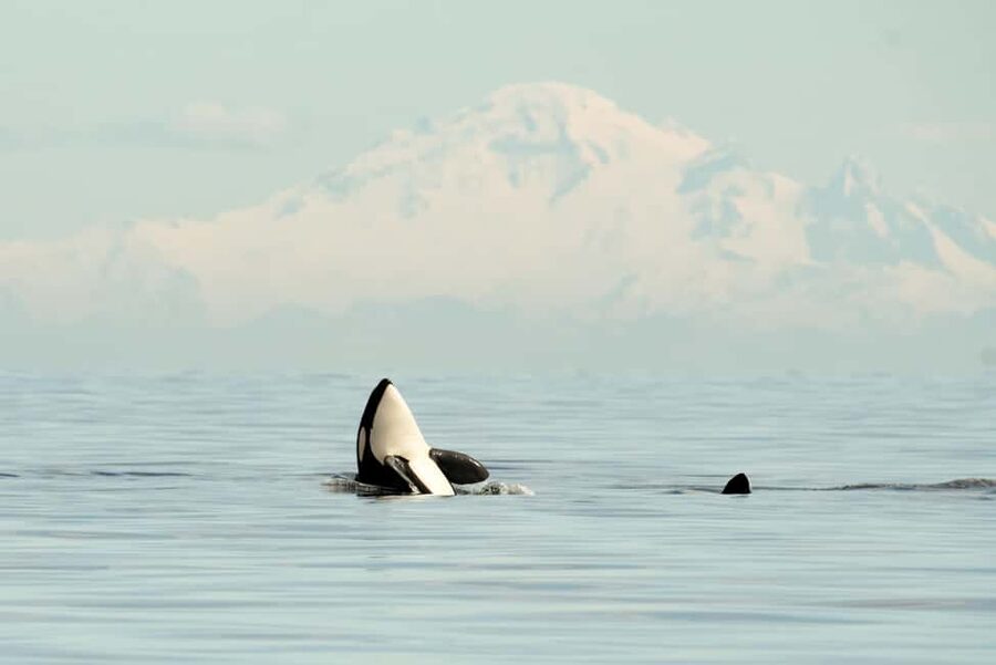 Vancouver: Zodiac Whale Watching Tour from Granville Island - Granville Island check-in and the 45-minute briefing