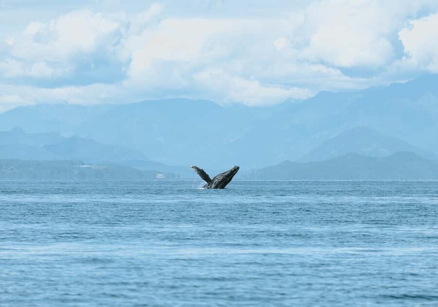 Vancouver: Zodiac Whale Watching Tour from Granville Island - The value of $179 per person
