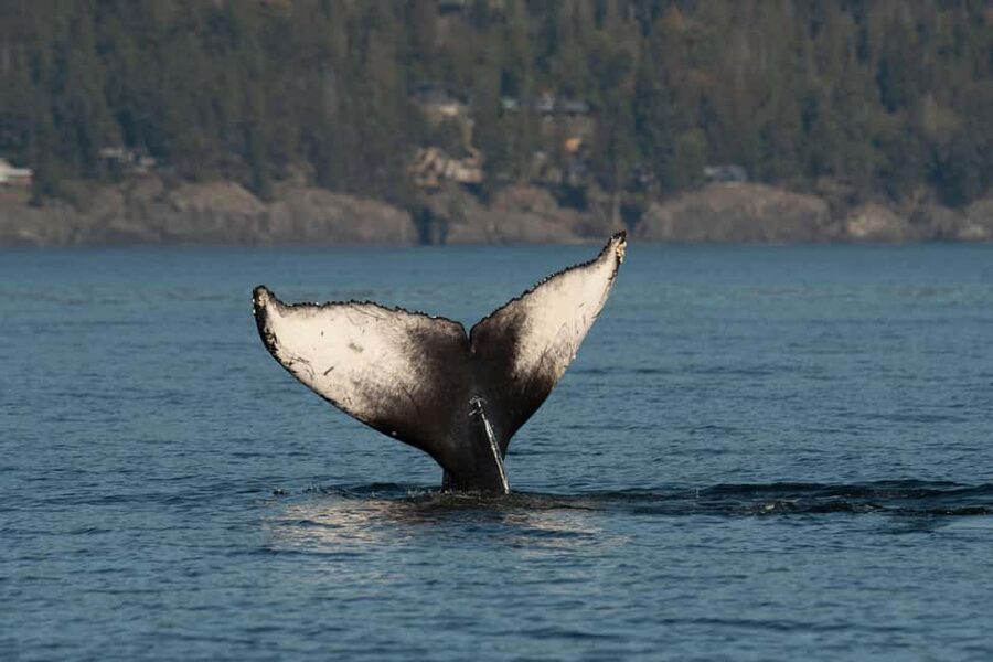 Vancouver: Zodiac Whale Watching Tour from Granville Island - Who will enjoy this trip most