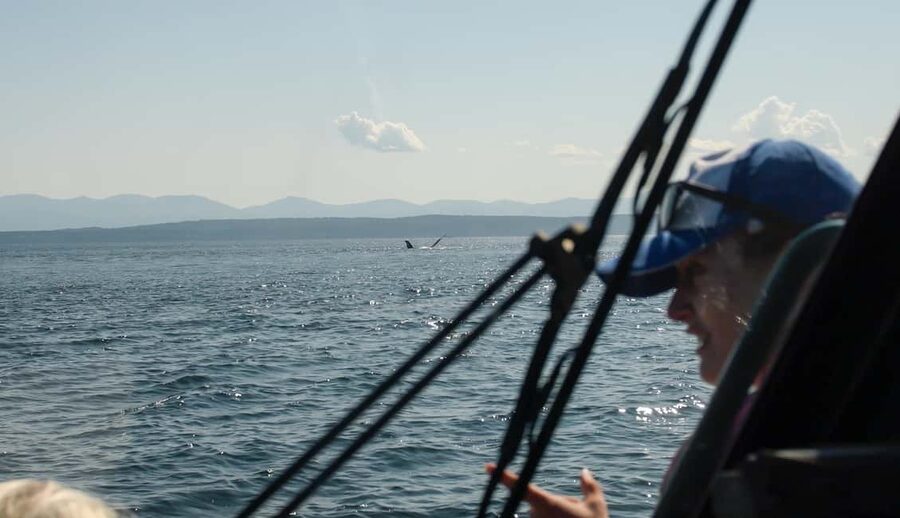 Vancouver: Zodiac Whale Watching Tour from Granville Island - FAQ