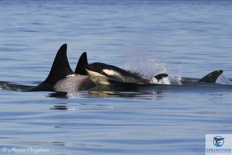 Victoria: 3-Hour Whale Watching Tour - Key points at a glance