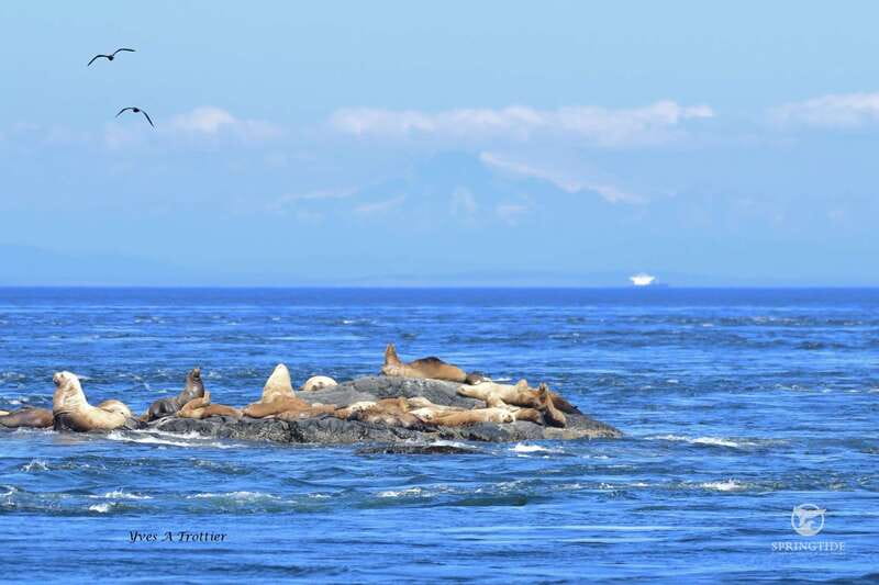 Victoria: 3-Hour Whale Watching Tour - What makes the onboard teaching useful