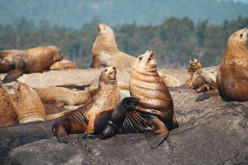 Victoria: 3-Hour Whale Watching Tour - The return trip and the wildlife bonus round