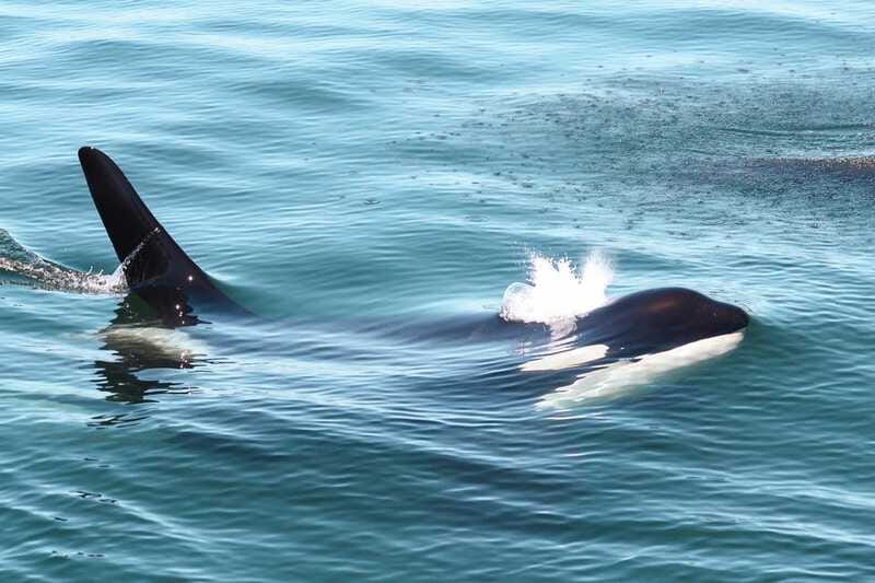 Victoria: 3-Hour Whale Watching Tour - Is $123 a fair price?