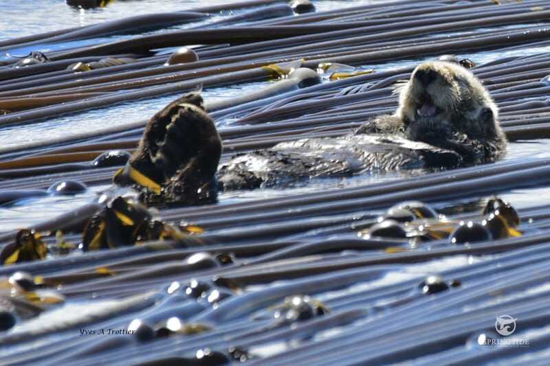 Victoria: 3-Hour Whale Watching Tour - Practical tips for a better outing