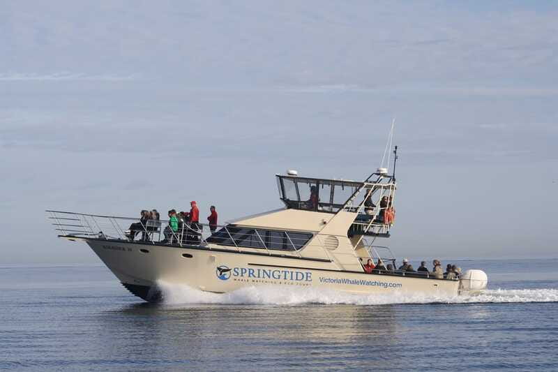 Victoria: 3-Hour Whale Watching Tour - Should you book this Victoria whale-watching tour?