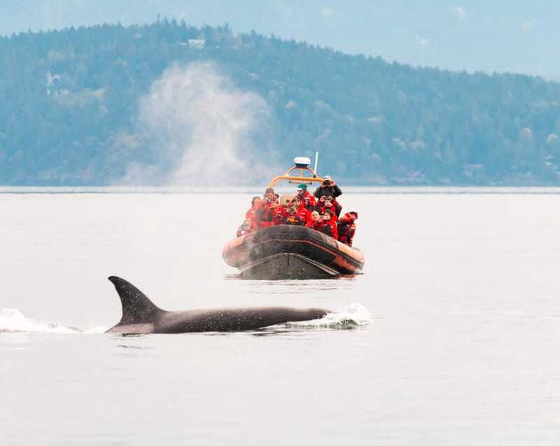 Victoria: 3-Hour Zodiac Whale-Watching Tour - Who should book this Zodiac tour?