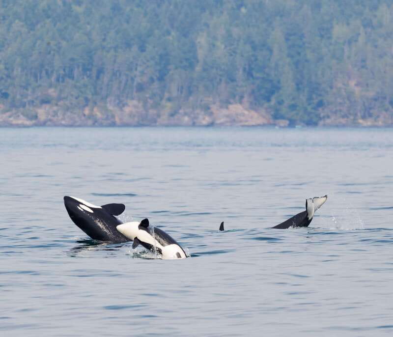 Victoria: 3-Hour Zodiac Whale-Watching Tour - Why the Zodiac makes this Victoria trip different