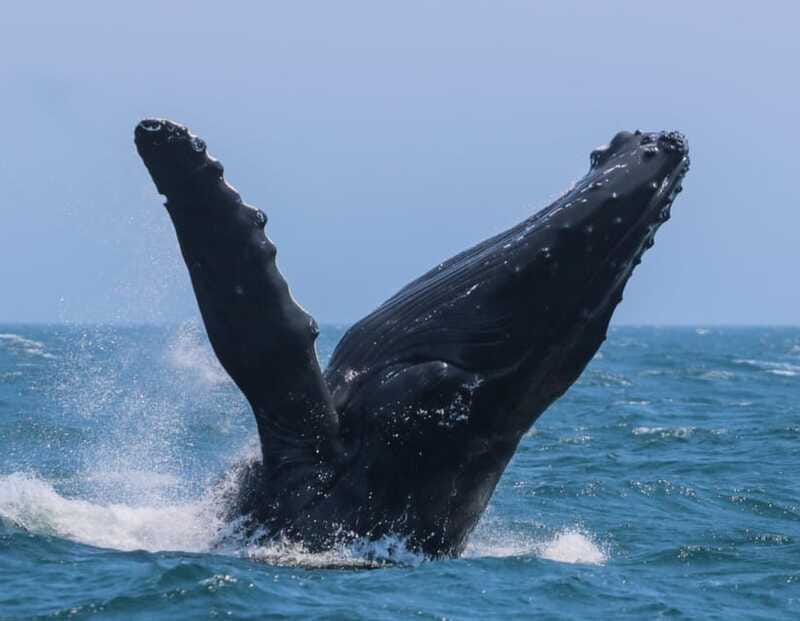 Victoria: 3-Hour Zodiac Whale-Watching Tour - Orcas, humpbacks, and the smaller wildlife