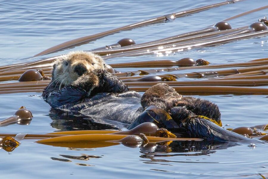 Victoria: 3-Hour Zodiac Whale-Watching Tour - The guides make a real difference